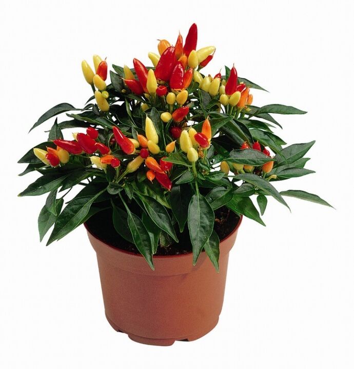 capsicum capsicum dans HondroFrost dans la polyarthrite